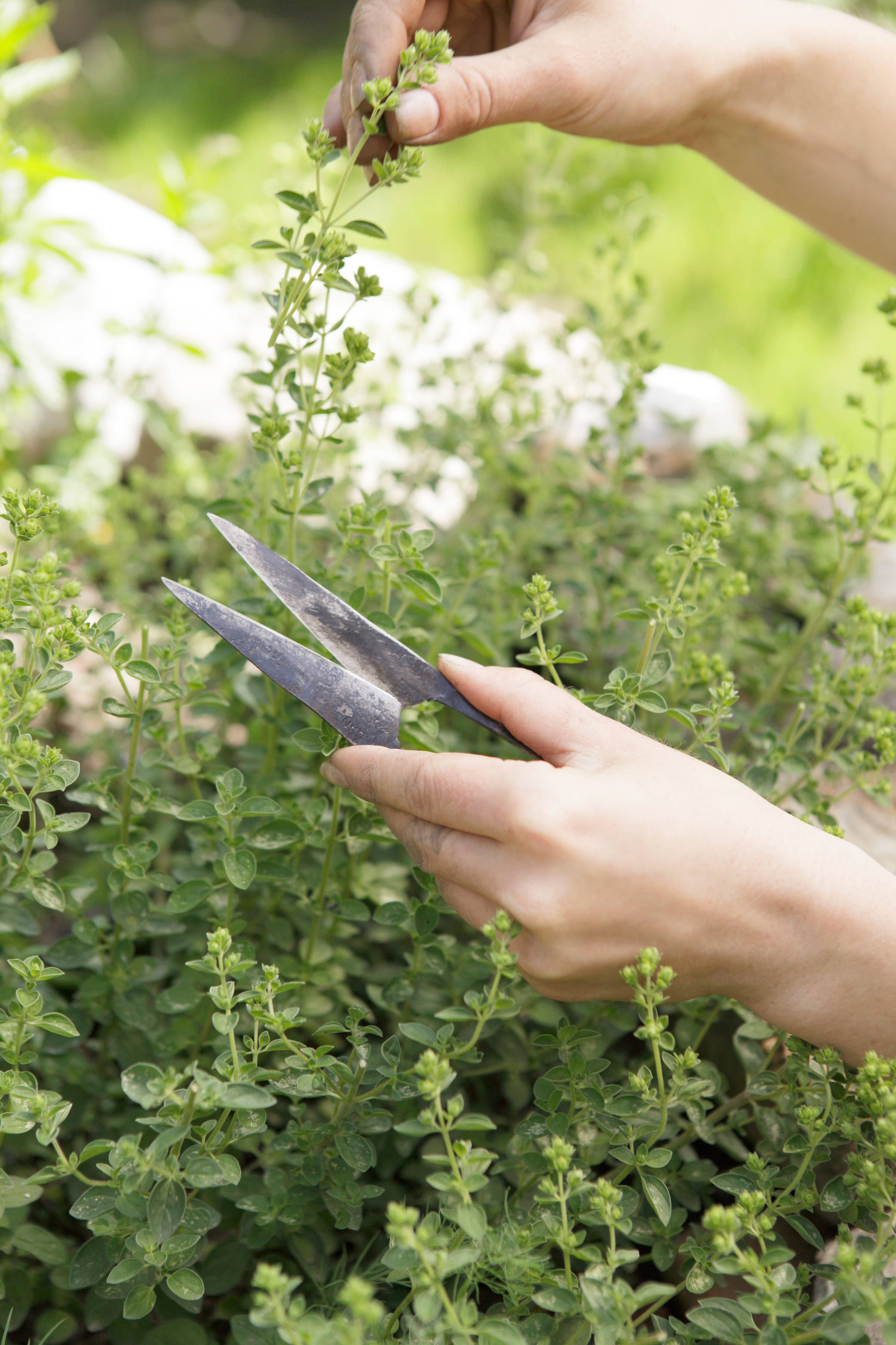 MO- sakset, 4cm - 8cm terällä